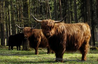 Schottische Hochlandmoorrinder zeichen sich durch einen gutmütigen, anspruchslosen und robusten Charakter aus und fühlen sich ganzjährig im Freien wohl.